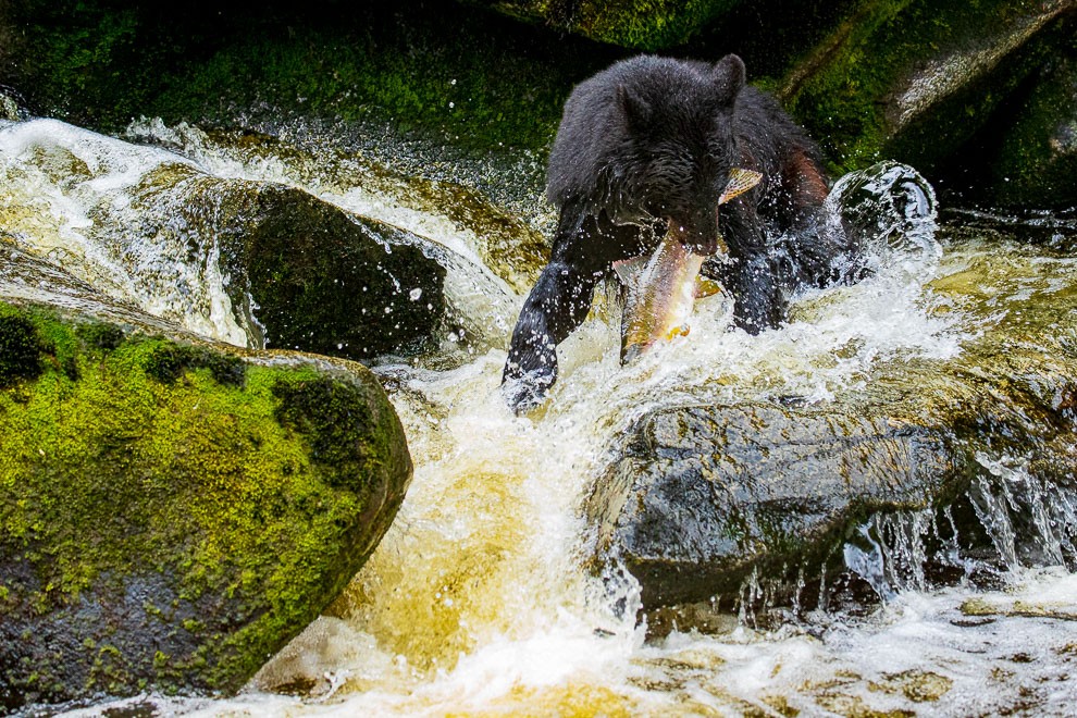 Maestro Bear