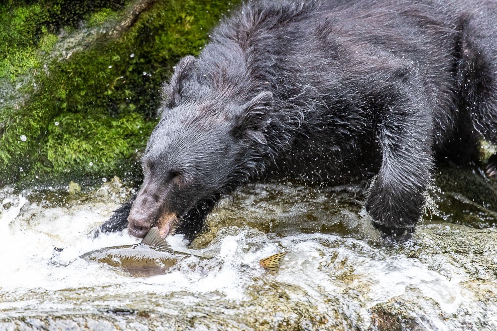 Focused Bear