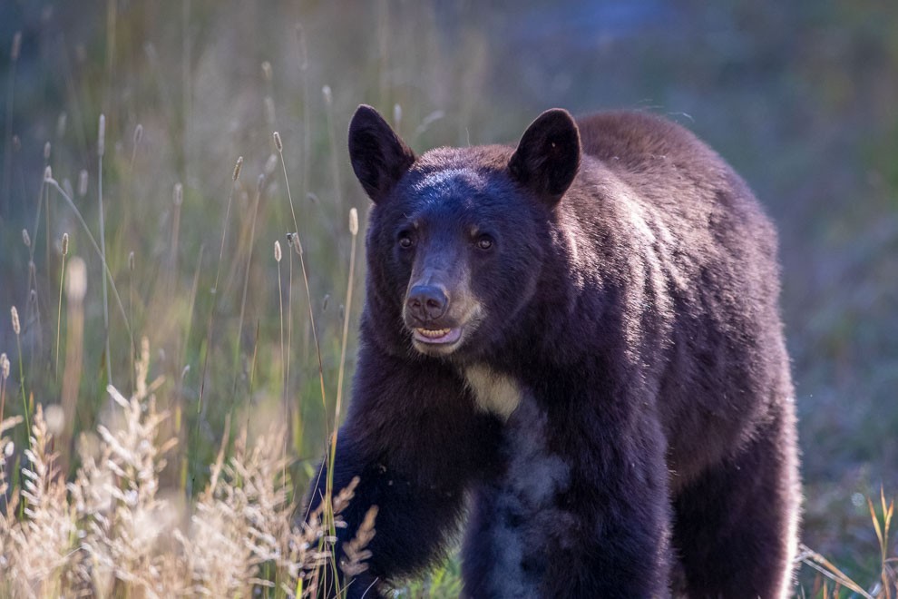 Bruin in the Morning