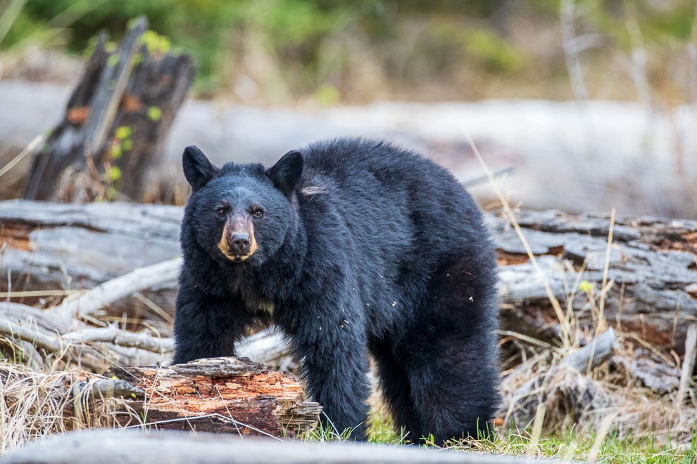 Bear Stare