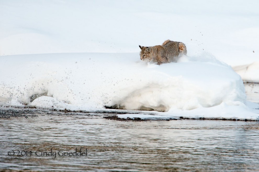 Bobcat Landing 1