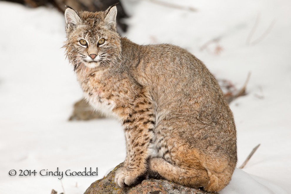 Wildcat at Rest