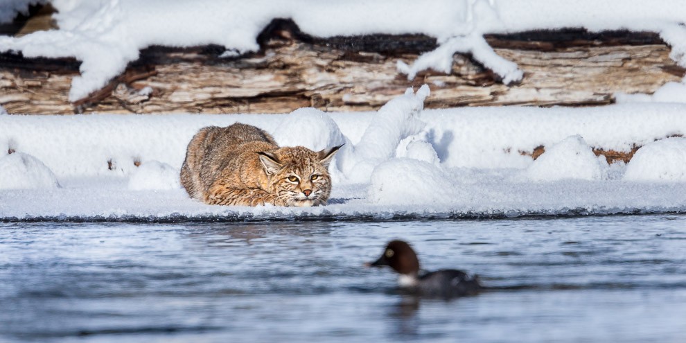 Bobcat Dreams