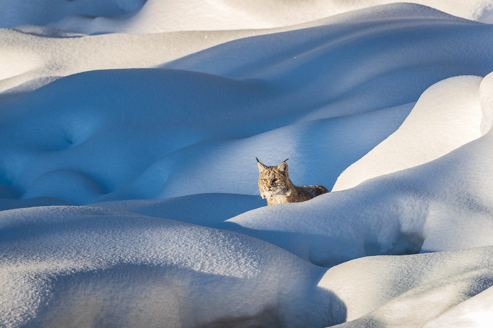 In the Snow Pillows