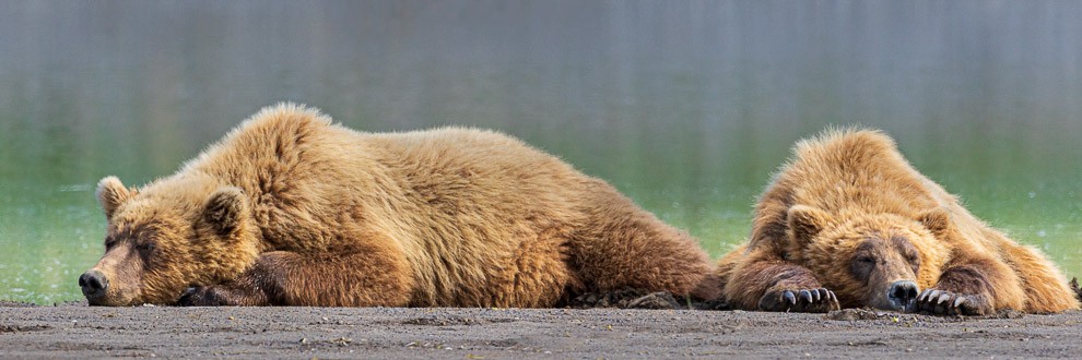 Coastal Brown Bears Napping