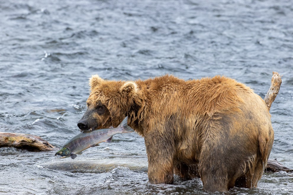 Dinner Caught