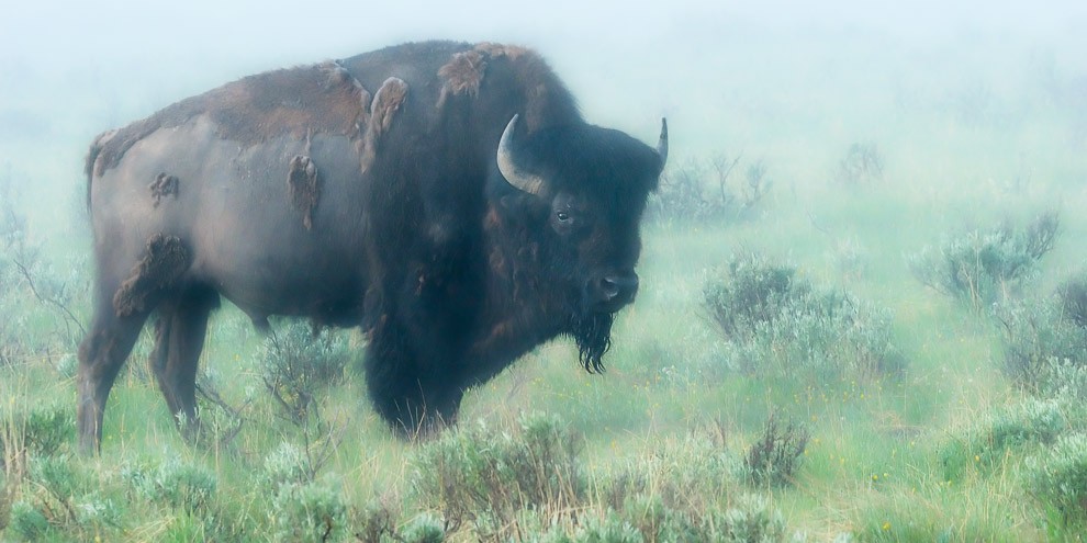 Bison in the Mist