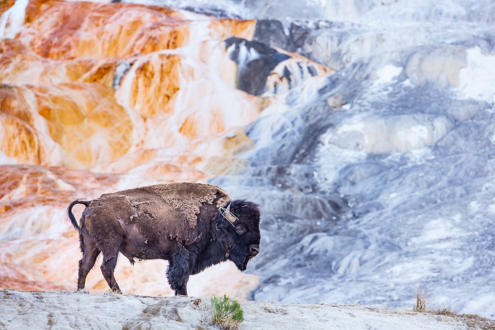 Bison at Canary Spring