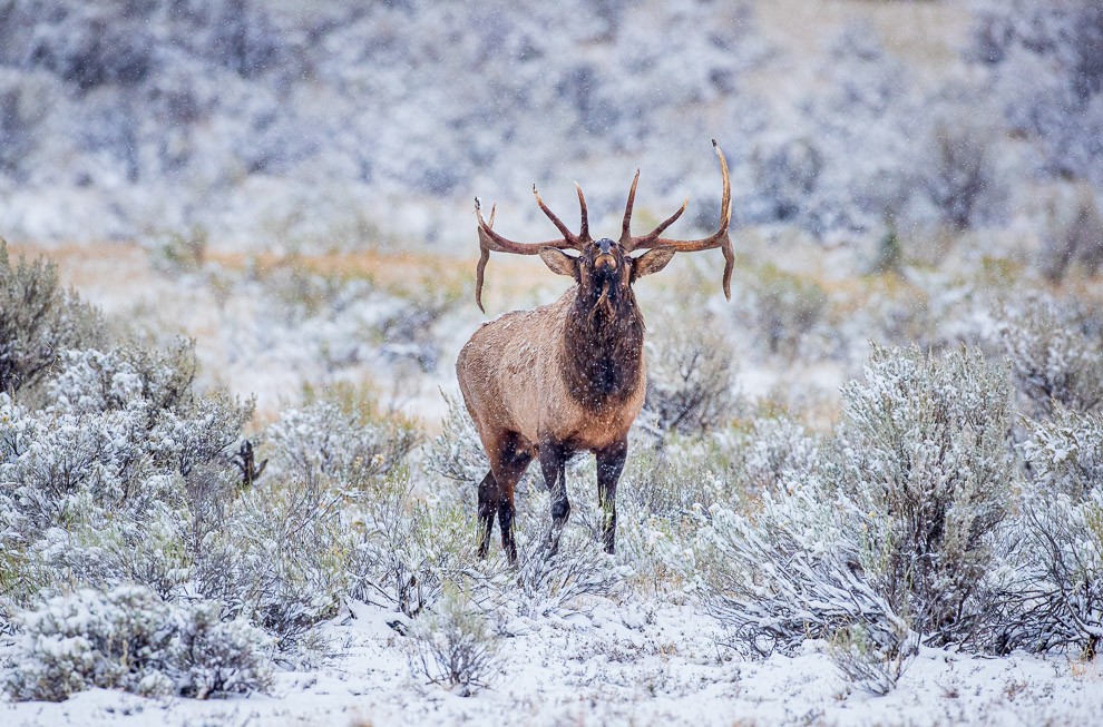 Snow Bugle