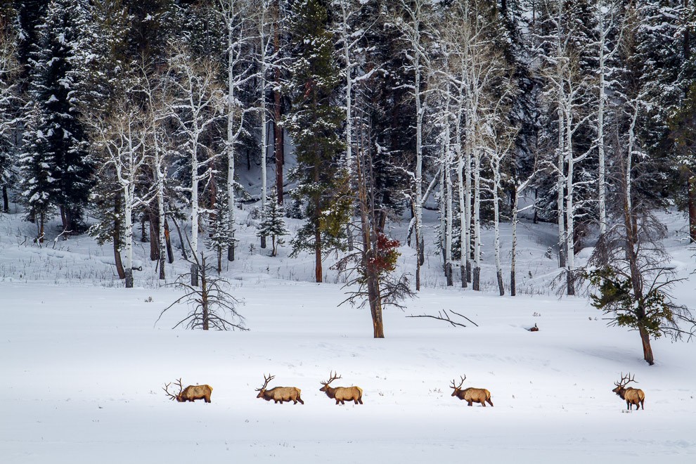 Bull Elk in Lamar Valley