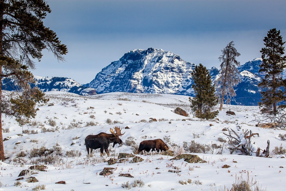 End of Day Grazing