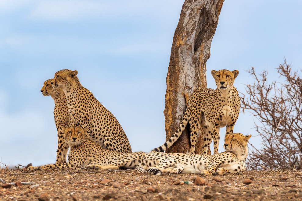 Cheetah Family