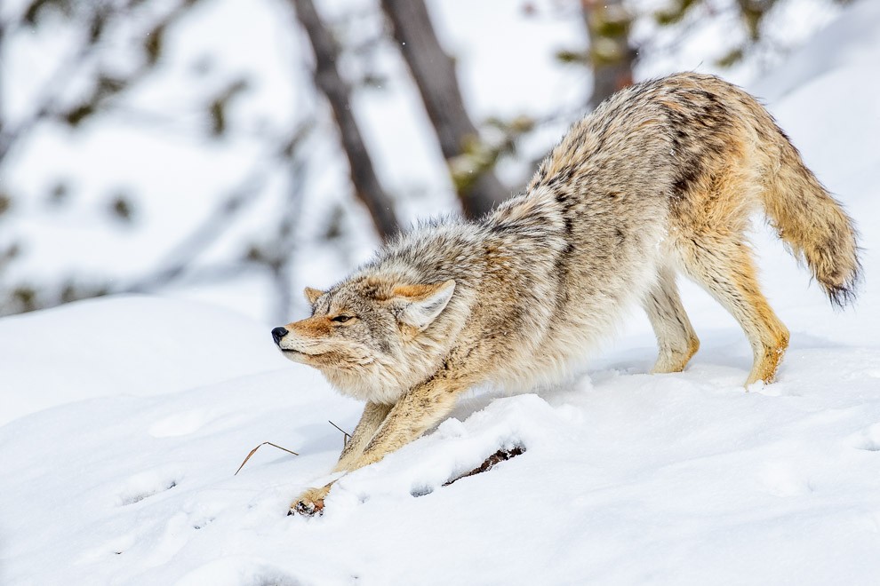 Downward Coyote