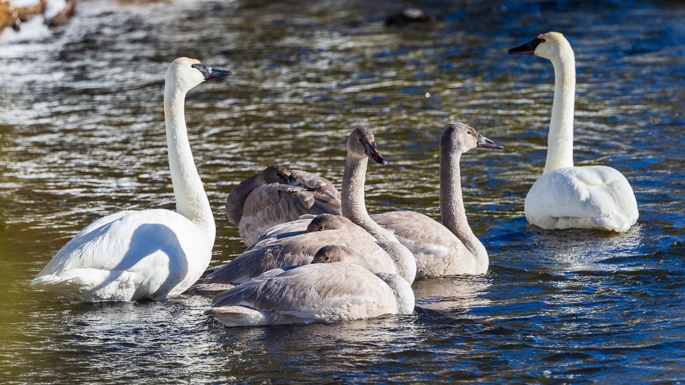 Swan Family Seven