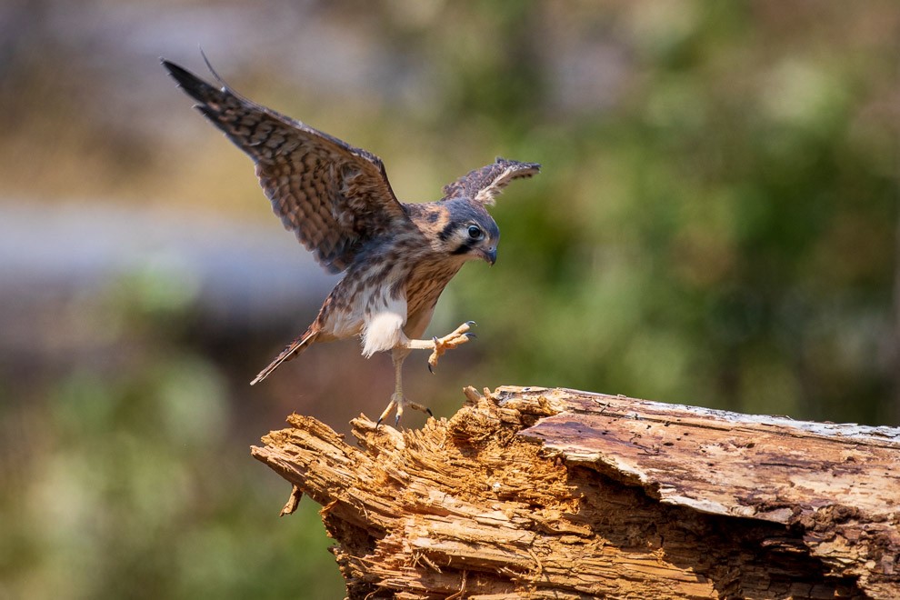 Avian Ballet