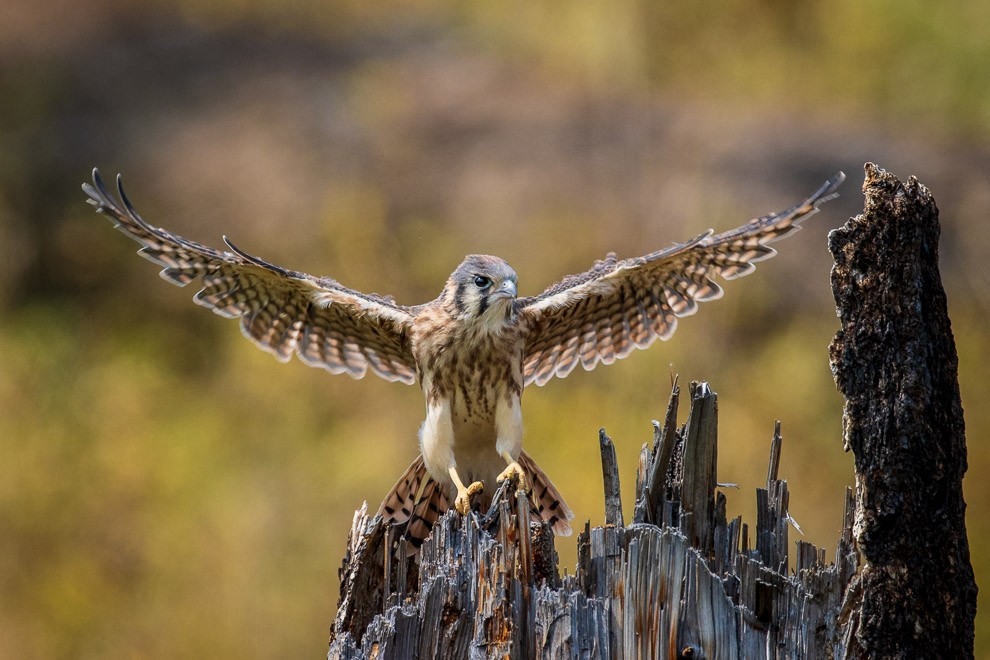 Fierce Fledgling