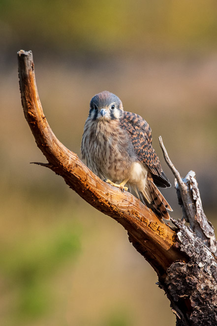 First Light - Young Female American Kestrel