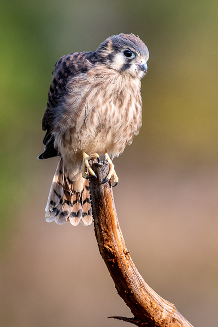 Female Fledgling Portrait