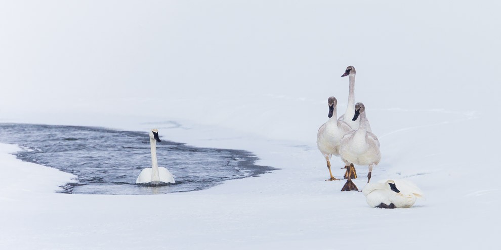 Trumpeter Swan Family In Winter