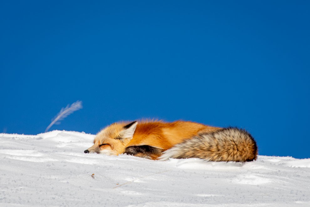 Melting Fox on Ice