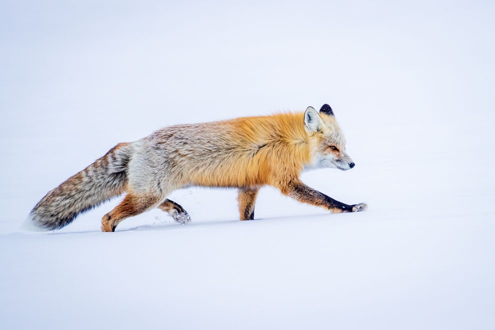 Foxy Snow