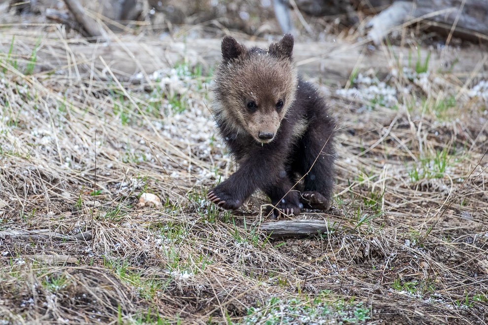 Criss Cross Cub