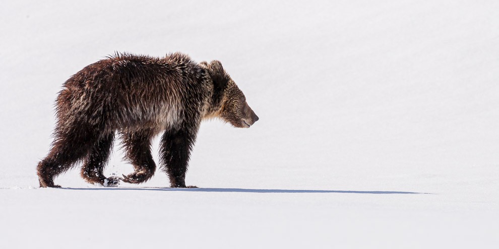 Grizzly Bear and Long Shadow