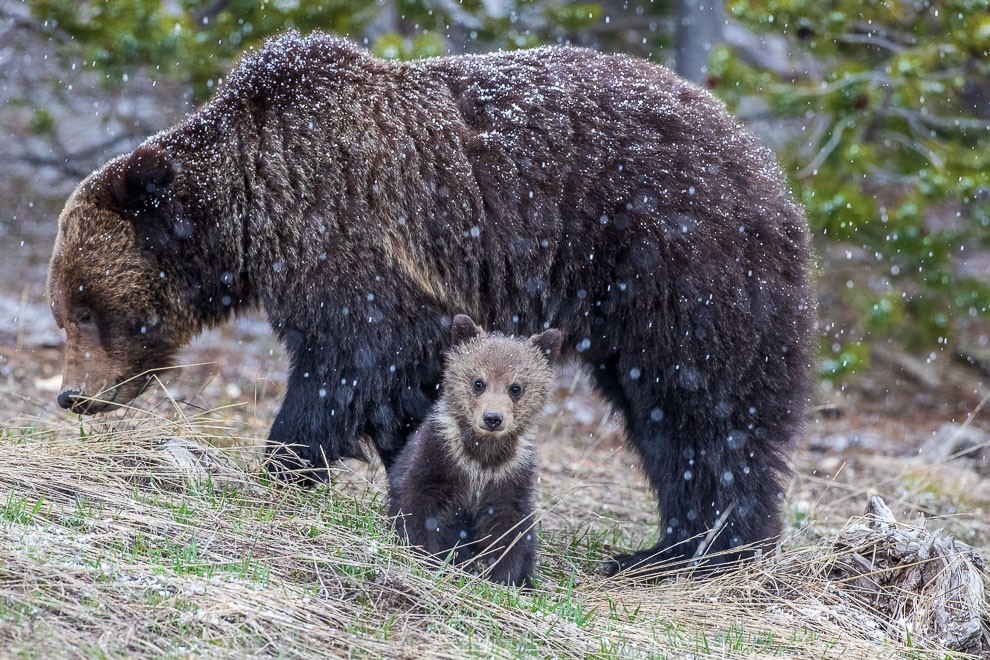 Mother Protector