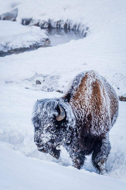 Bison Creek