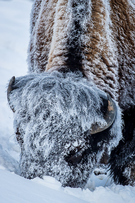 Snow Inspection