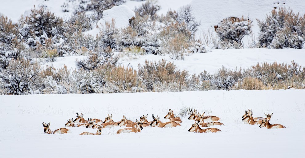 Winter Harem