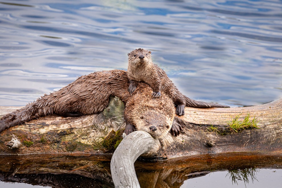 Sleeping Otter with Young