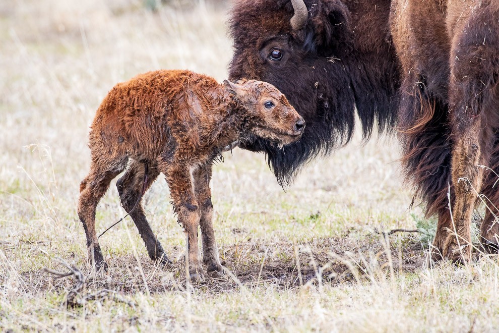 First Steps