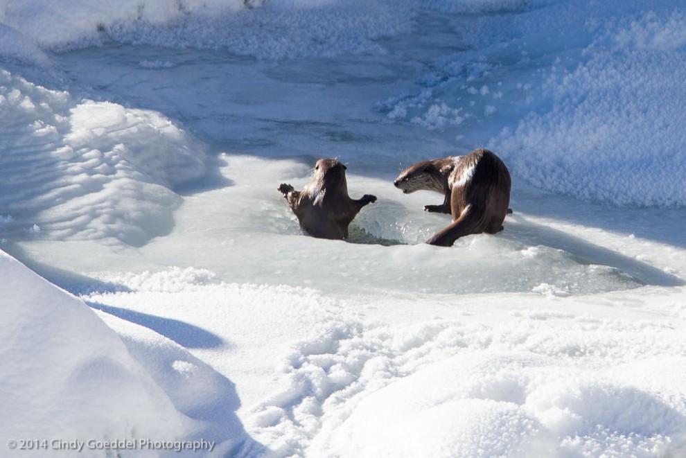 Otter Boot Camp