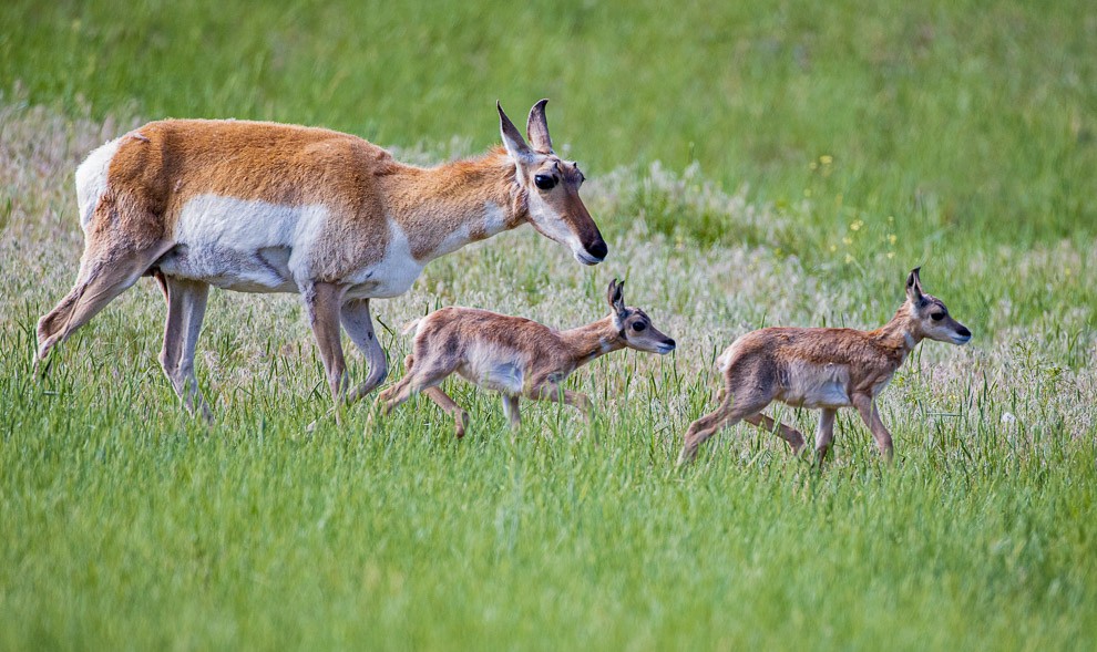 Pronghorn with Young