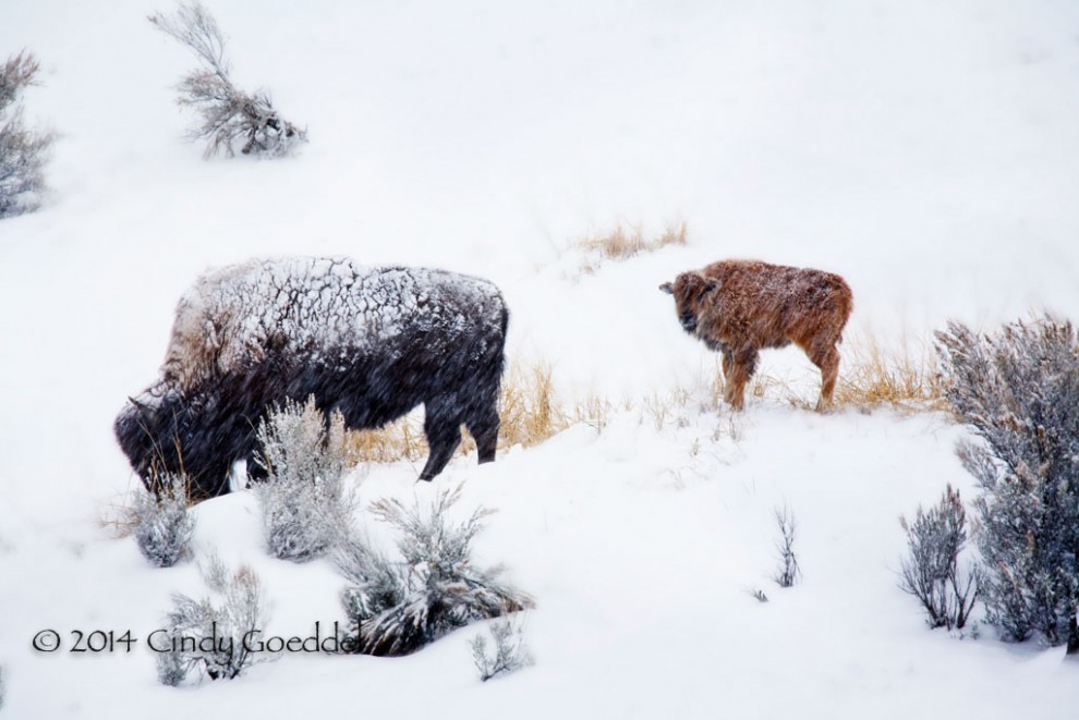 Braving the Storm