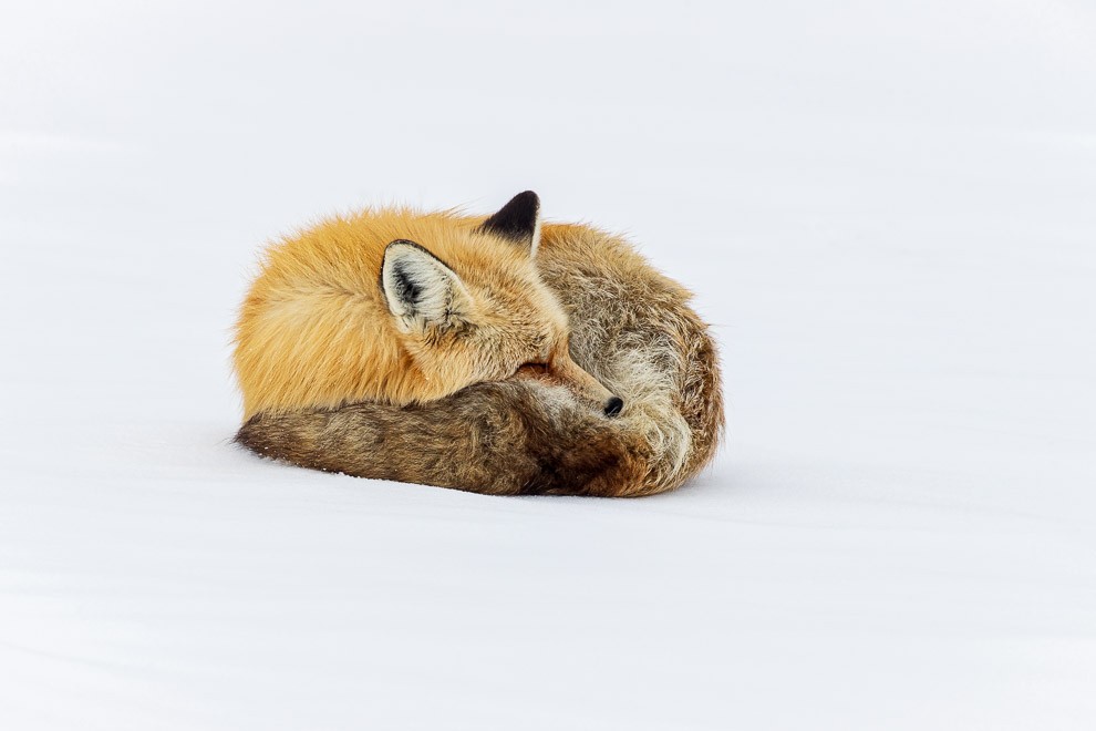 Fox Nap