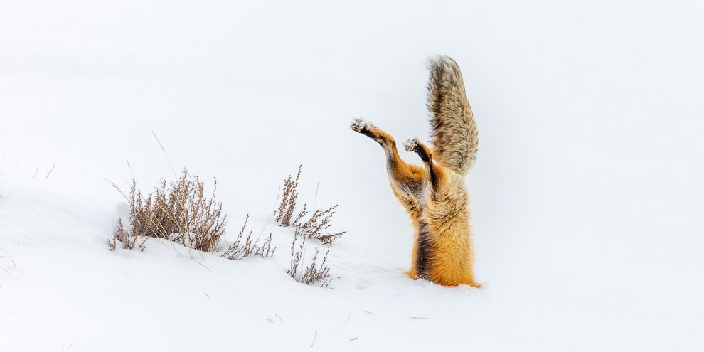 Buried Red Fox Jumping in the Snow | Cindy Goeddel Photography, LLC