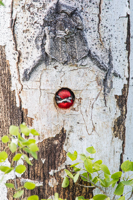 Red-naped Sapsucker in Nest Cavity