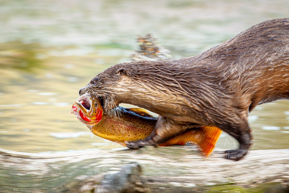 An Otter Runs Through it