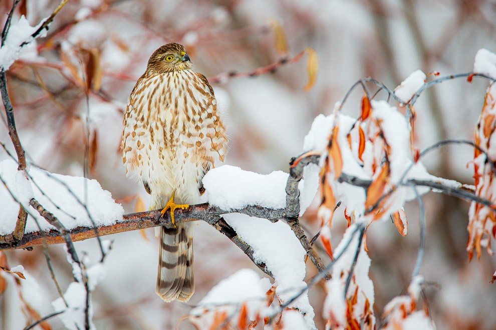 Sharp-Shinned Afternoon