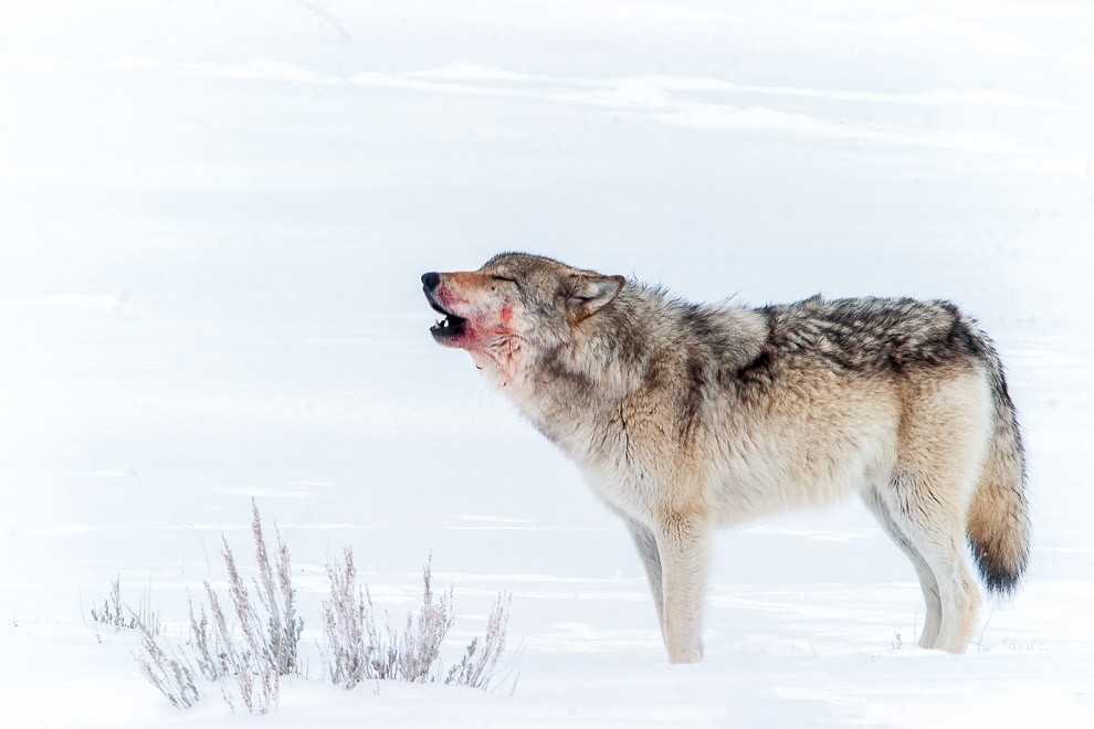 Lone Wolf Howling