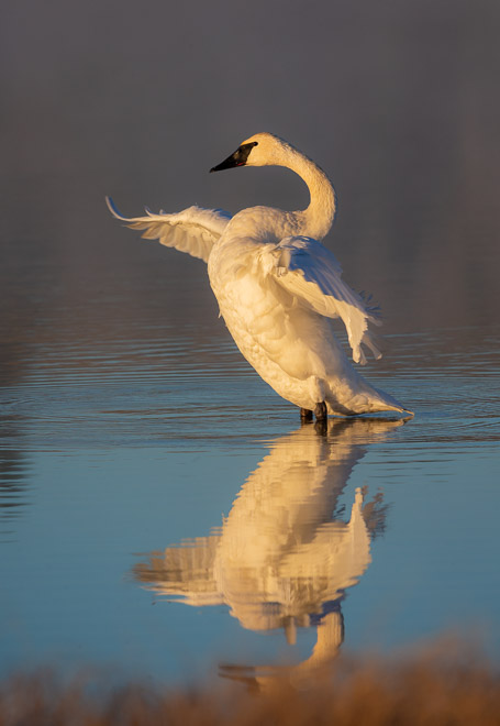 Swan Lake Foggy Morning