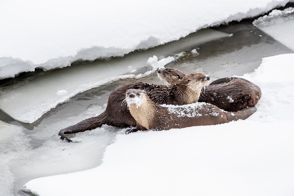 A Romp of Otters