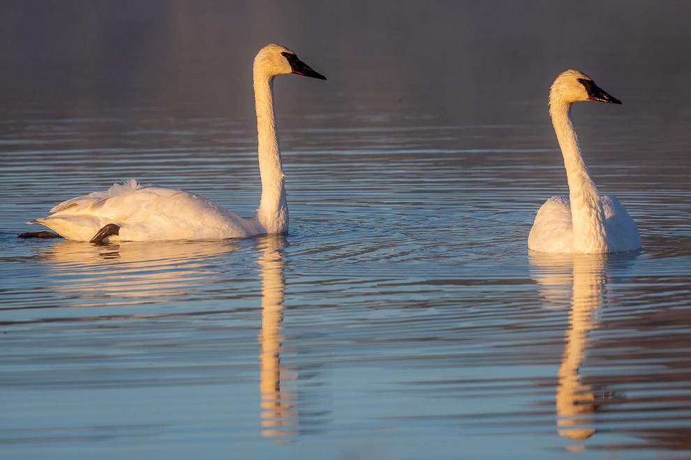 Seeking Morning Rays