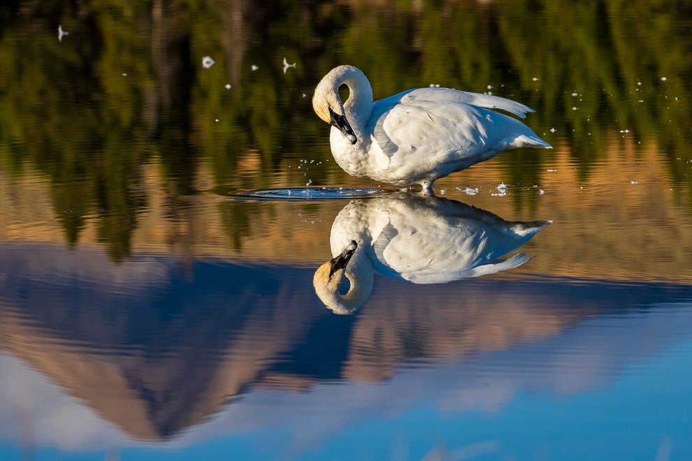 Morning Preening