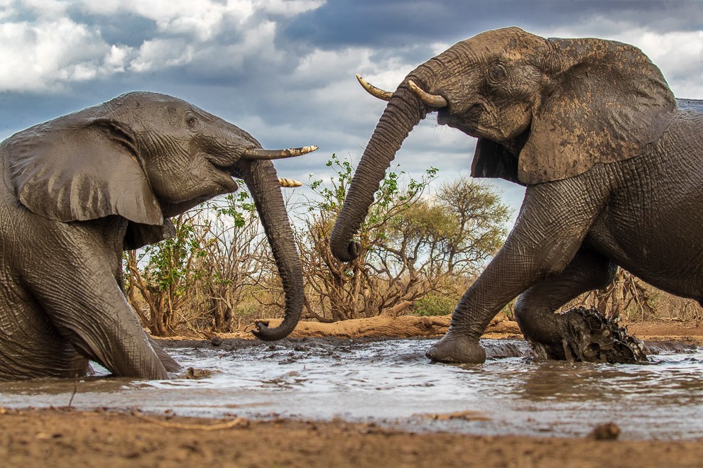 Elephant Swim Date