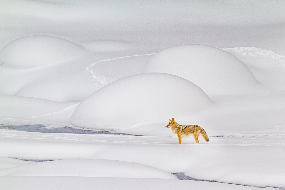 Watchful Coyote in Winter