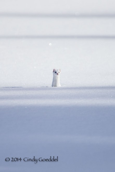 Winter Weasel