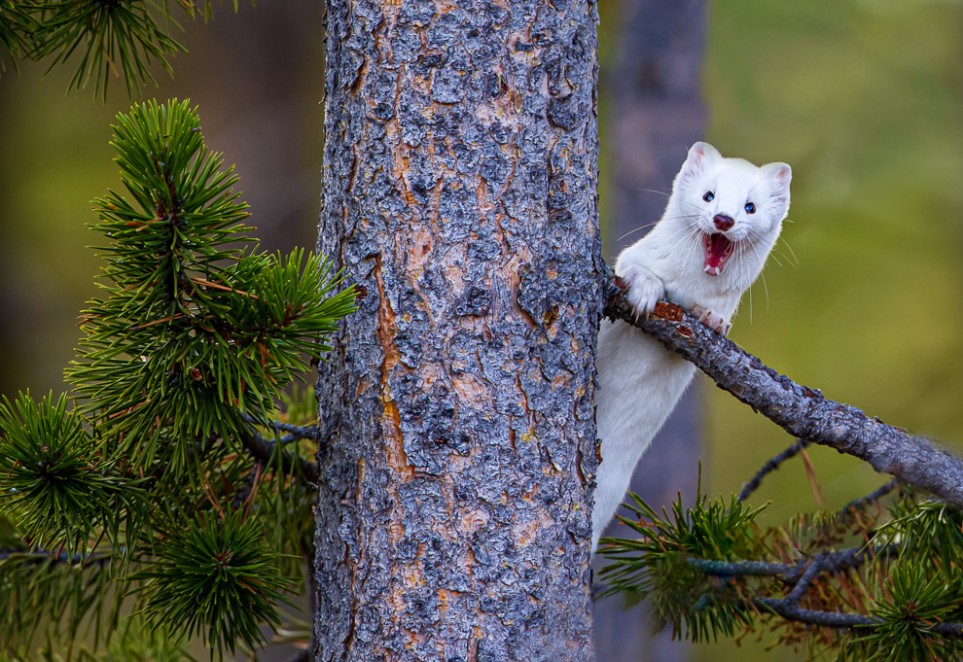 Ermine Yawn